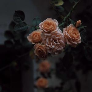 Miriam镜箱内部视频
